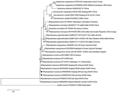 Molecular Detection of Zoonotic and Veterinary Pathogenic Bacteria in Pet Dogs and Their Parasitizing Ticks in Junggar Basin, North-Western China